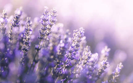How to Use Lavender Oil for Relaxation - Aromantic UK