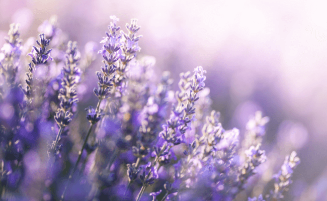 Lavender For Relaxation Blog 