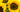 image of sunflowers for serum