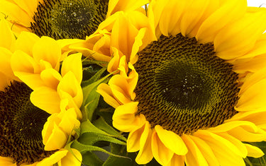 image of sunflowers for serum