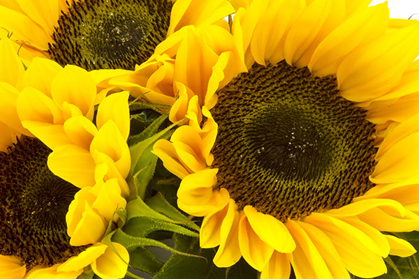 image of sunflowers for serum