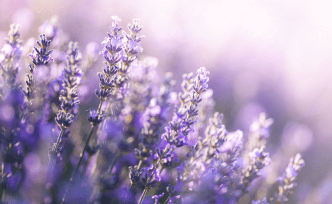 How to Use Lavender Oil for Relaxation - Aromantic UK