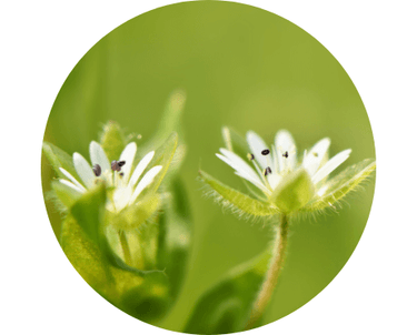 Organic Chickweed Herb - Aromantic UK